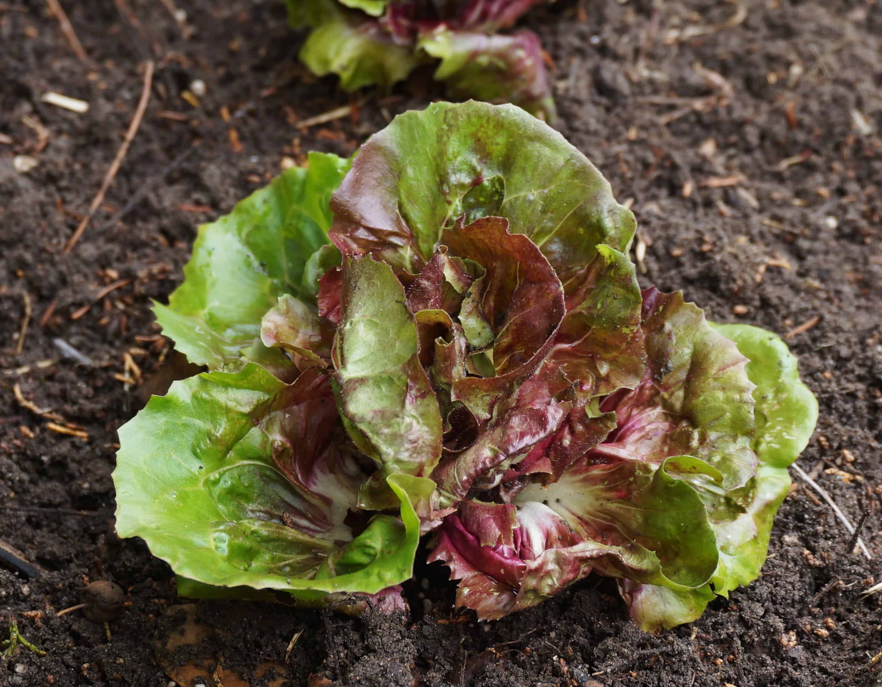 Chicory Garden In Delight