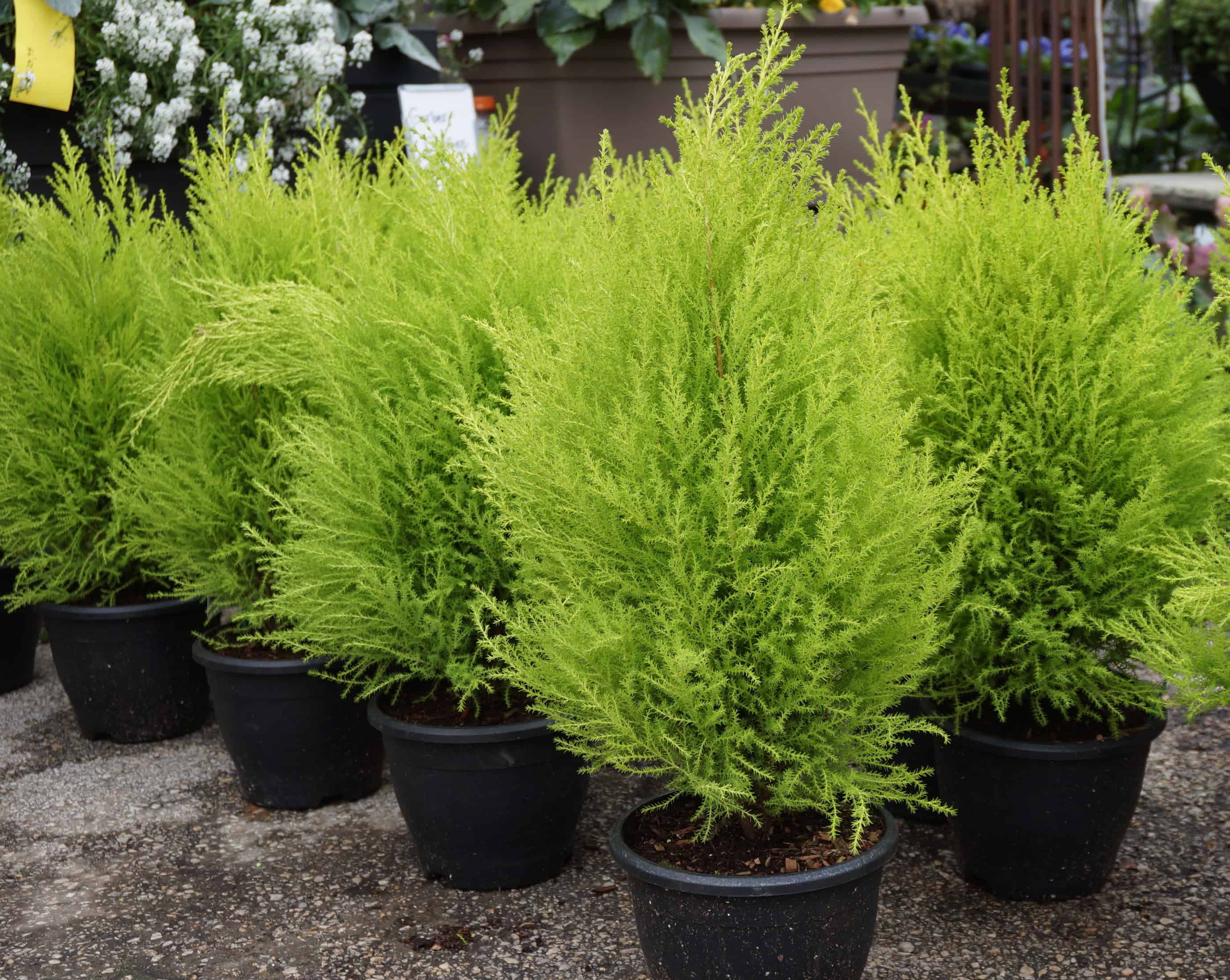 Majestic Lemon Cypress: A Verdant Oasis For Your Garden Sanctuary