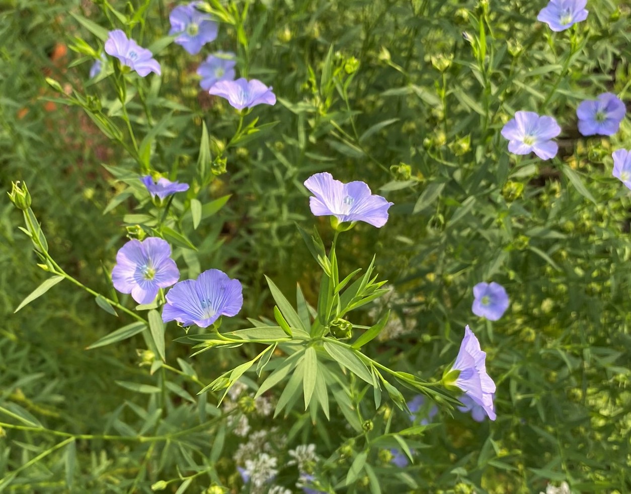 flax-flowers-and-god-s-redemption-garden-in-delight