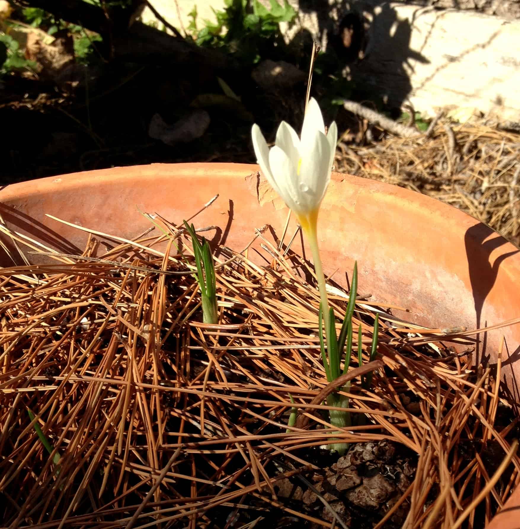 autumn-crocus-garden-in-delight