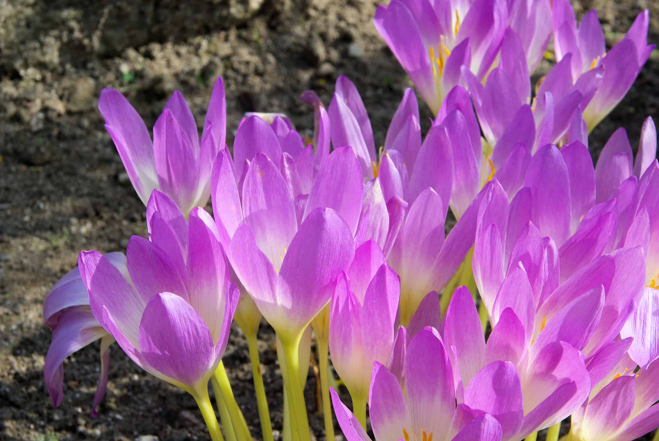 Autumn Crocus - Garden In Delight