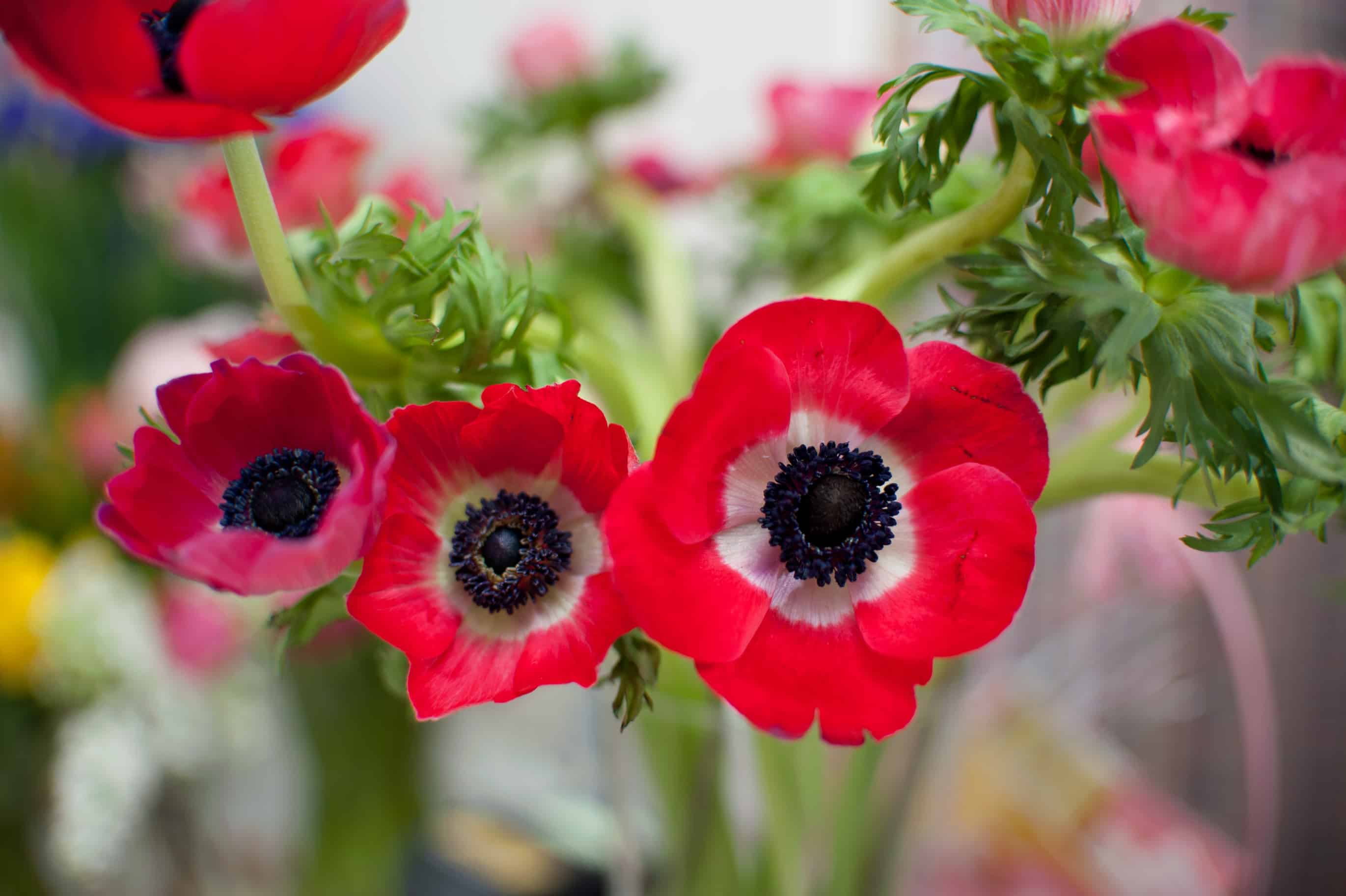 Crown Anemone - Garden In Delight