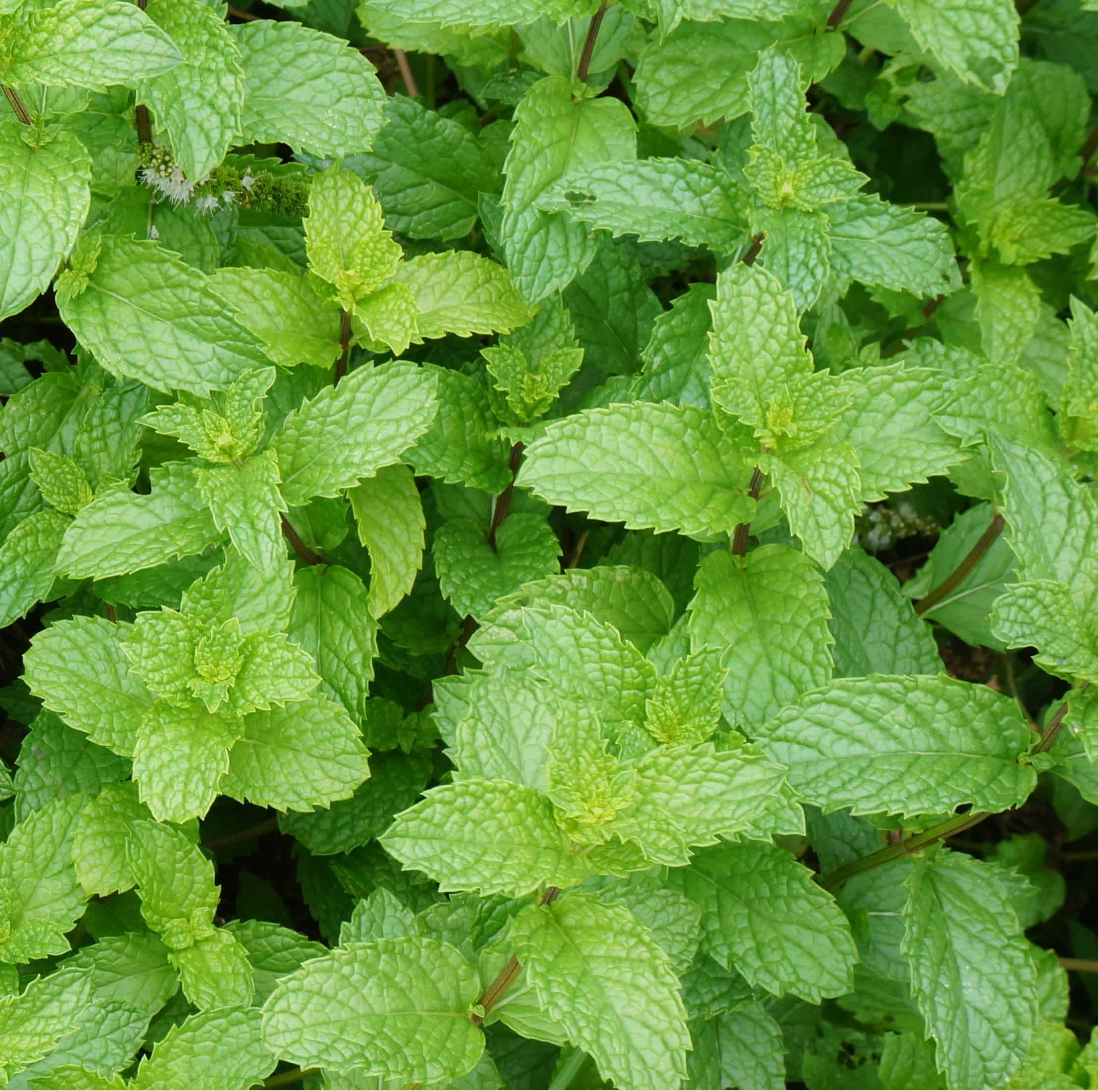 The Lord's Prevailing: Planting Mint, Dill & Cumin | Garden In Delight