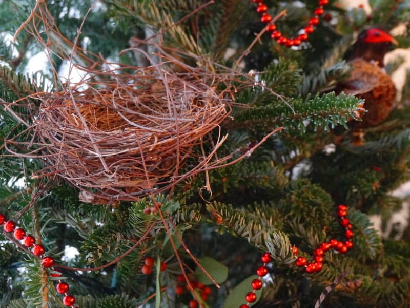 https://www.gardenindelight.com/wp-content/uploads/2016/12/bird-nest-in-Christmas-tree-CP-800x600.jpg