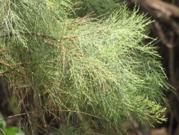 tamarisk tree detail from Maui HI