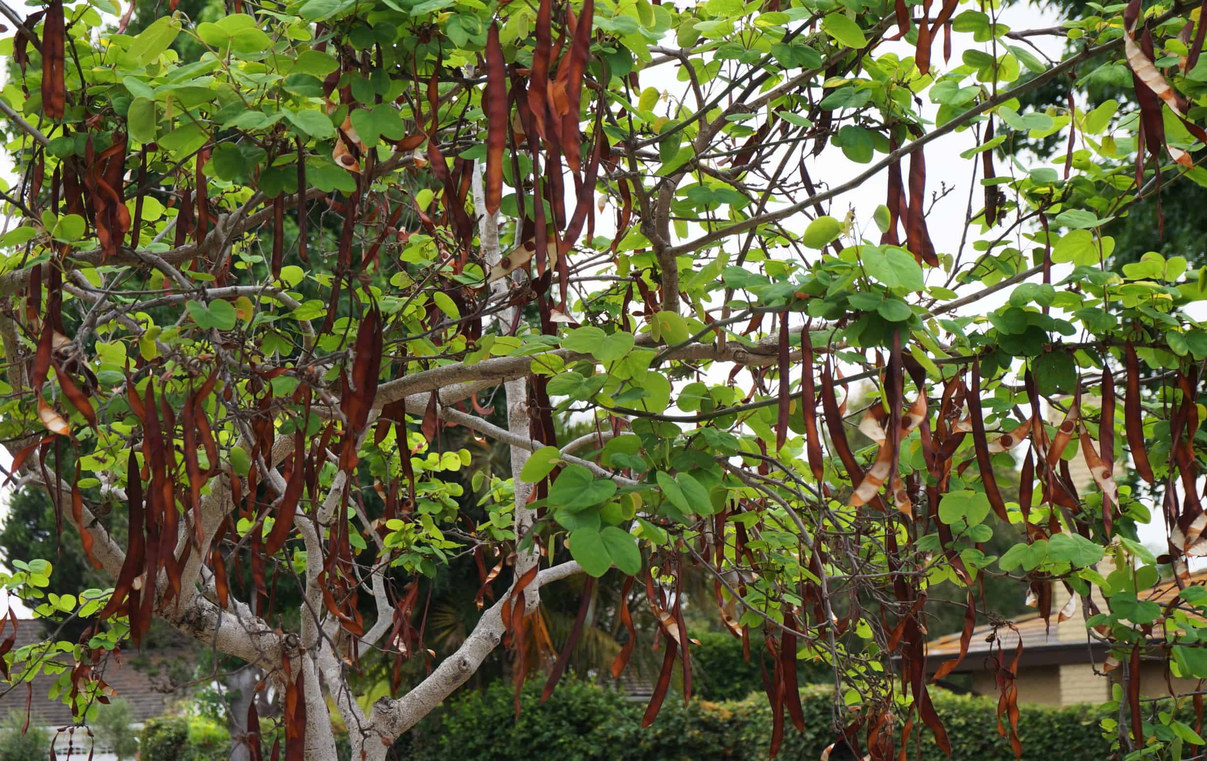 Carob Garden In Delight