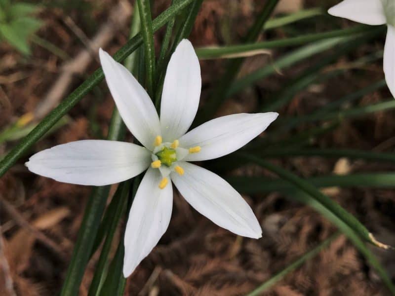 A Small Flower's Big Story - Garden In Delight