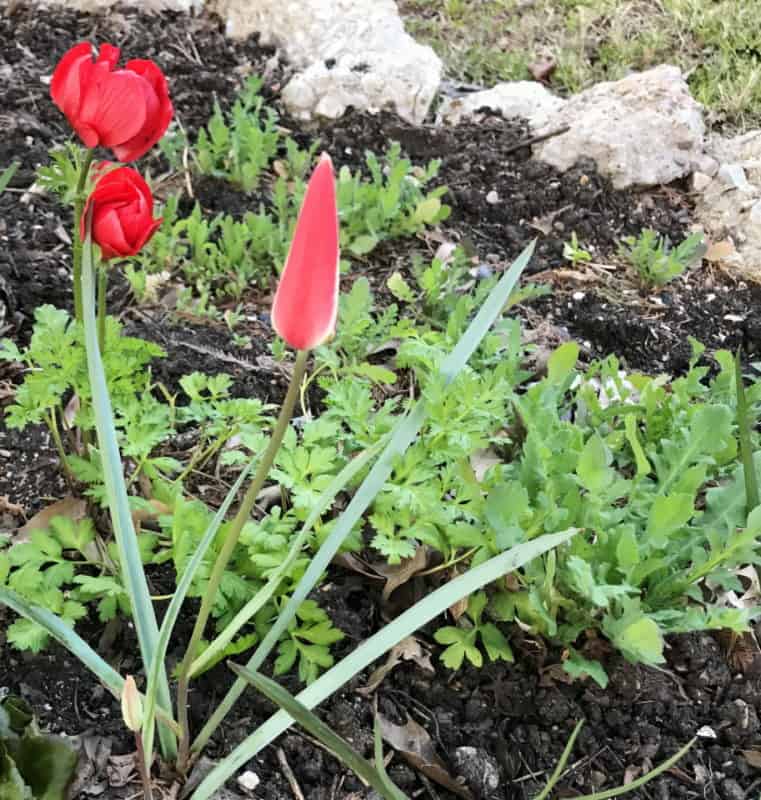 common poppy seedlings