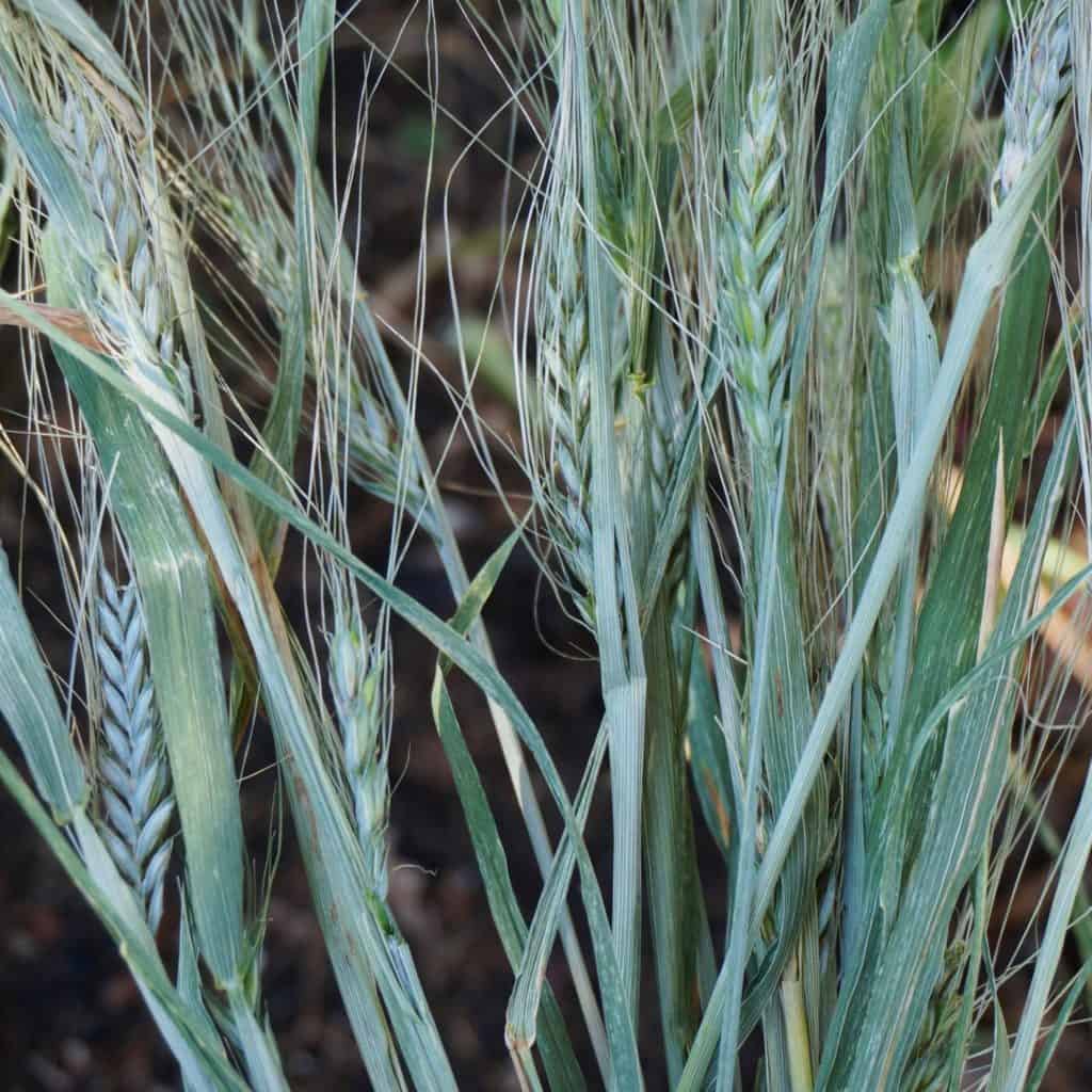 Blue Wheat in Time for Feast of Weeks - Garden In Delight