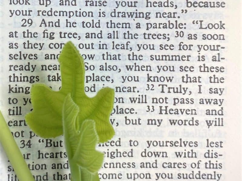 34 Bible Verses about Creation 