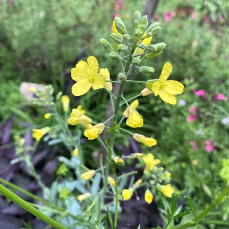 When Does Your Mustard Flower? - Garden In Delight