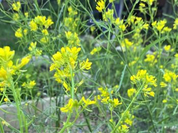 When Does Your Mustard Flower? - Garden In Delight