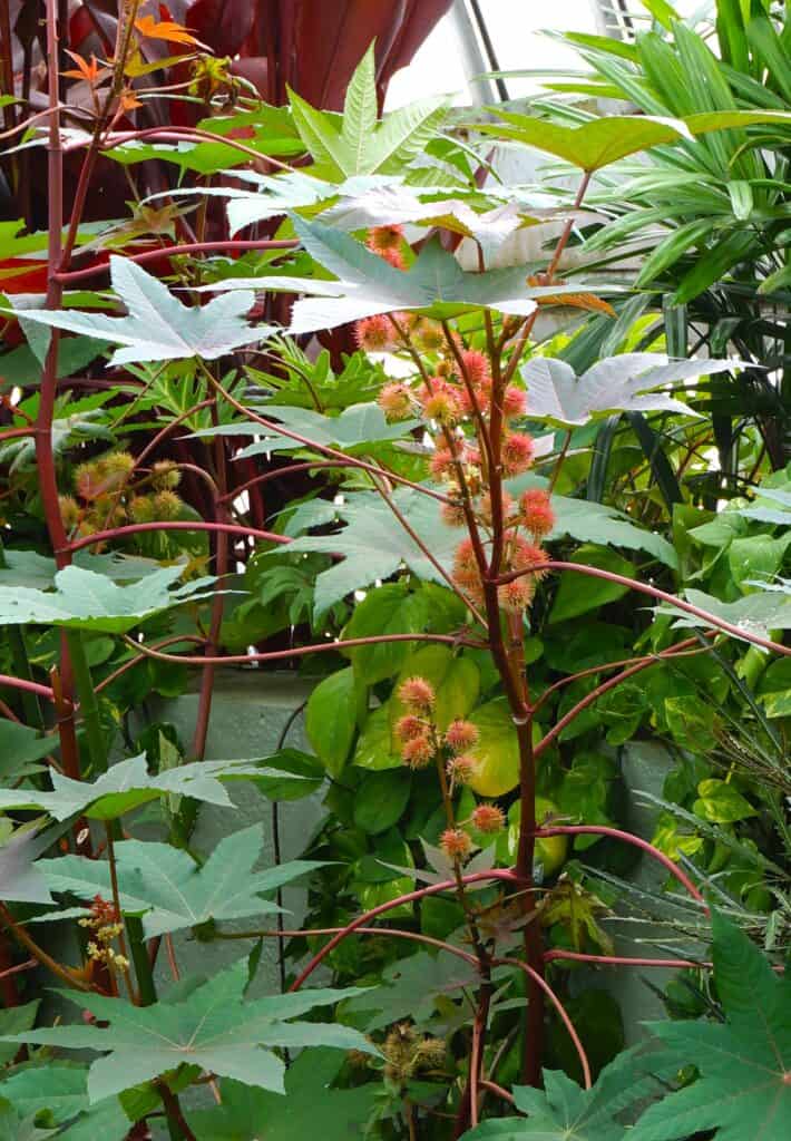 cast away cares with castor bean plant - close up view from Phipps Conservatory, PA