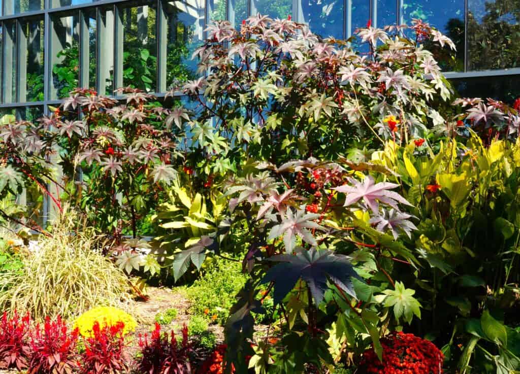 castor bean becomes a huge hedge at Texas Discovery Gardens, Dallas, TX