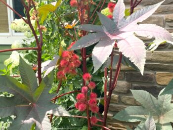 cast away your cares with castor bean - detail of colorful leaves and fruit