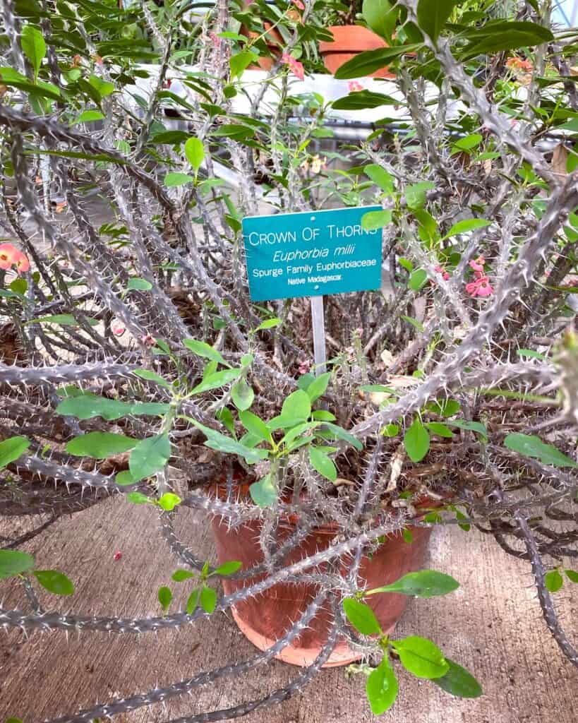 Crown of thorns plant at Fort Worth Botanic Gardens