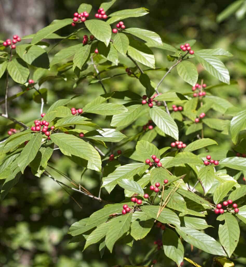 carolina buckthorn make s a good candidate for the hedge of protection in a Biblical garden