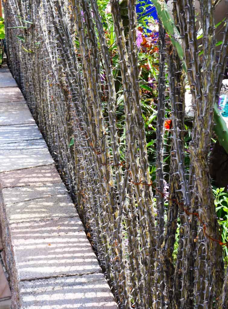 hedge of protection southwest style, a fence on display by the Tucson Botanical Garden 