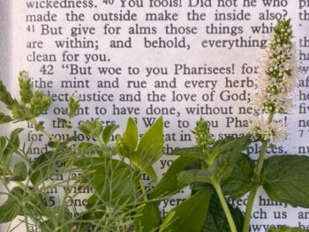 herbs of the Bible are mentioned in Luke 11:42 and throughout the Book