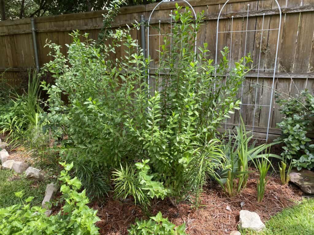 The Bride's Garden is filled with plants from King Solomon's Song of Songs garden