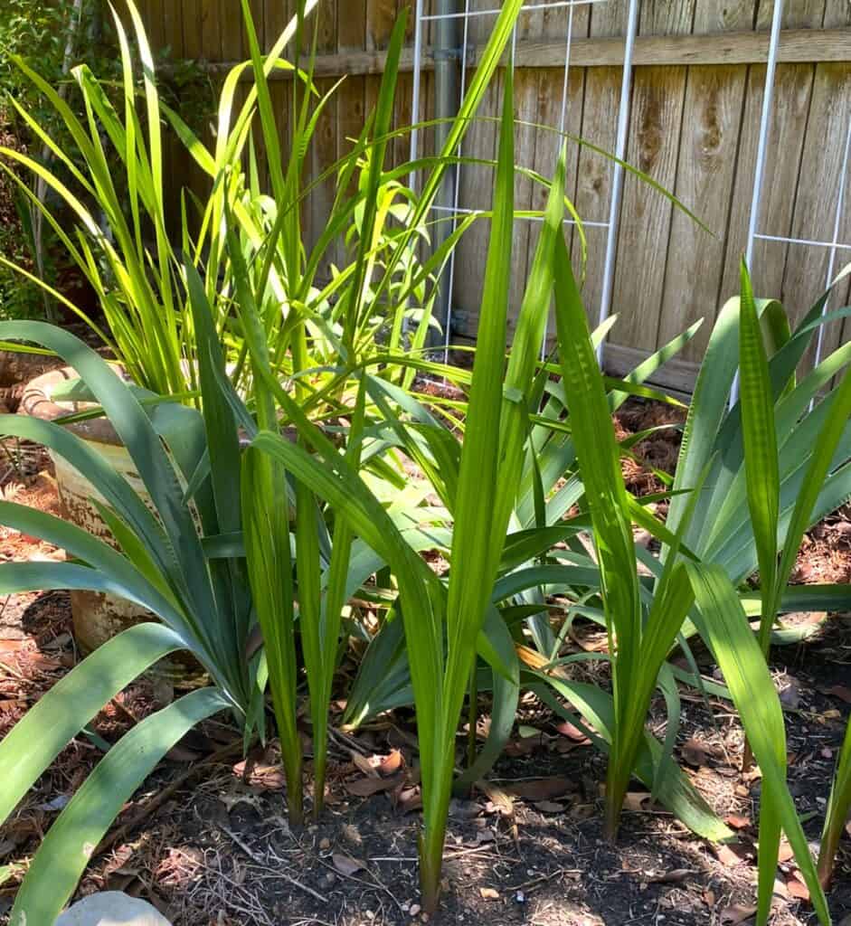 gladiolus and iris surround a pond-pot of calamus, a grouping of sword-leaved plants in this Song of Songs garden