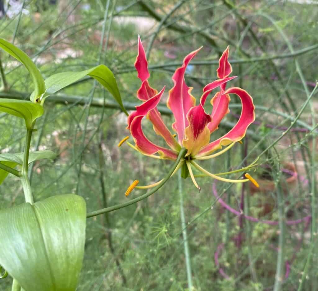 gloriosa lily planted in a Song of Songs garden