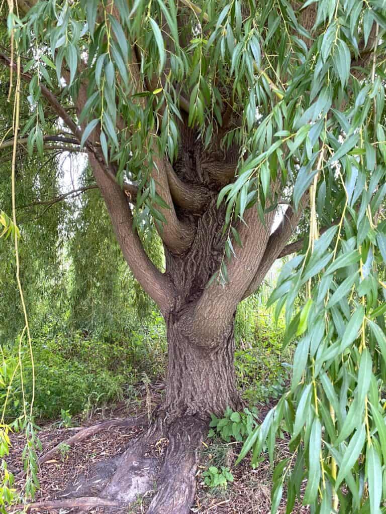 weeping will tree trunk at Windmill Island Gardens