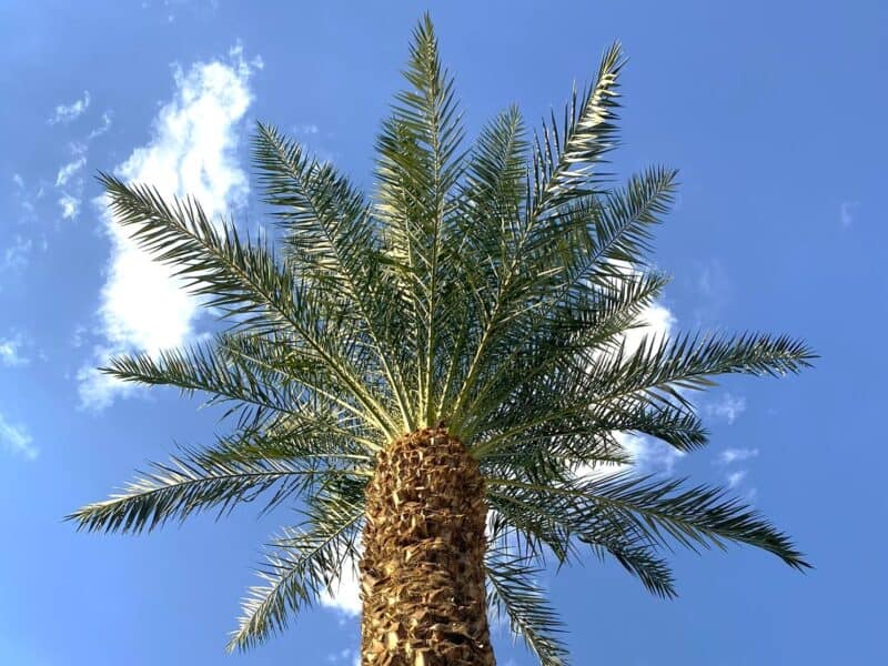 palm tree soars overhead with palm branches against the sky