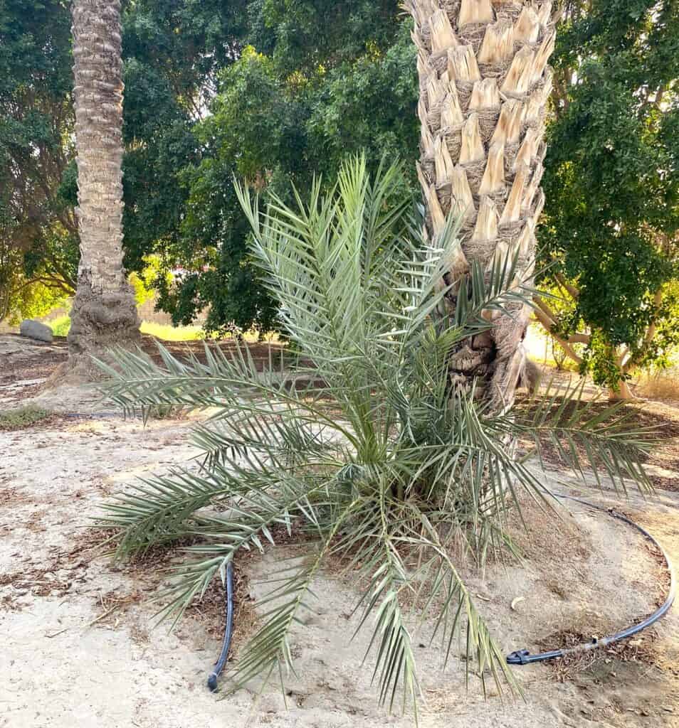 palm branches reveal a shoot or sucker forming at the base of a more mature tree