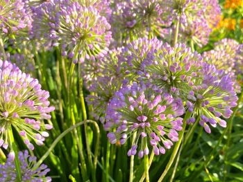 allium flowers in a Minnesota garden