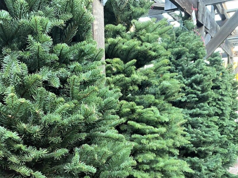 decorating with evergreens from a local nursery Christmas trees display