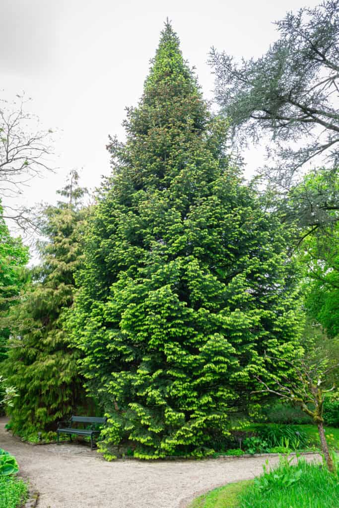 Cilician fir from the Holy Land inspires decorating with evergreens
