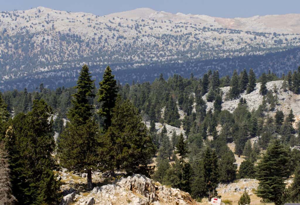 let decorating with evergreens brings the forest indoors! view of a juniper and fir forest on the Taurus Mountains, Turkey