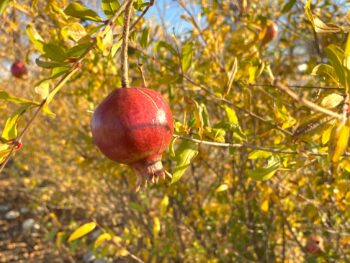 celebrate the happy old year with season-ripe dwarf pomegranates