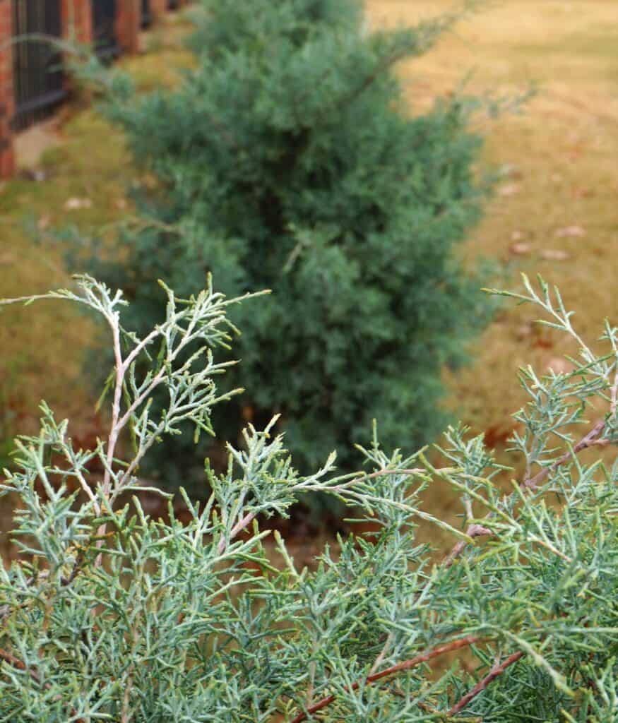 when decorating with evergreens, be sure to enjoy cypress branches