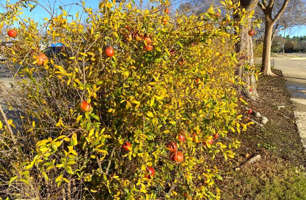 dwarf pomegranate bushes to remind us what a happy old year 2024 was!